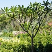 Plumeria Acutifolia | Plants gallery detail image