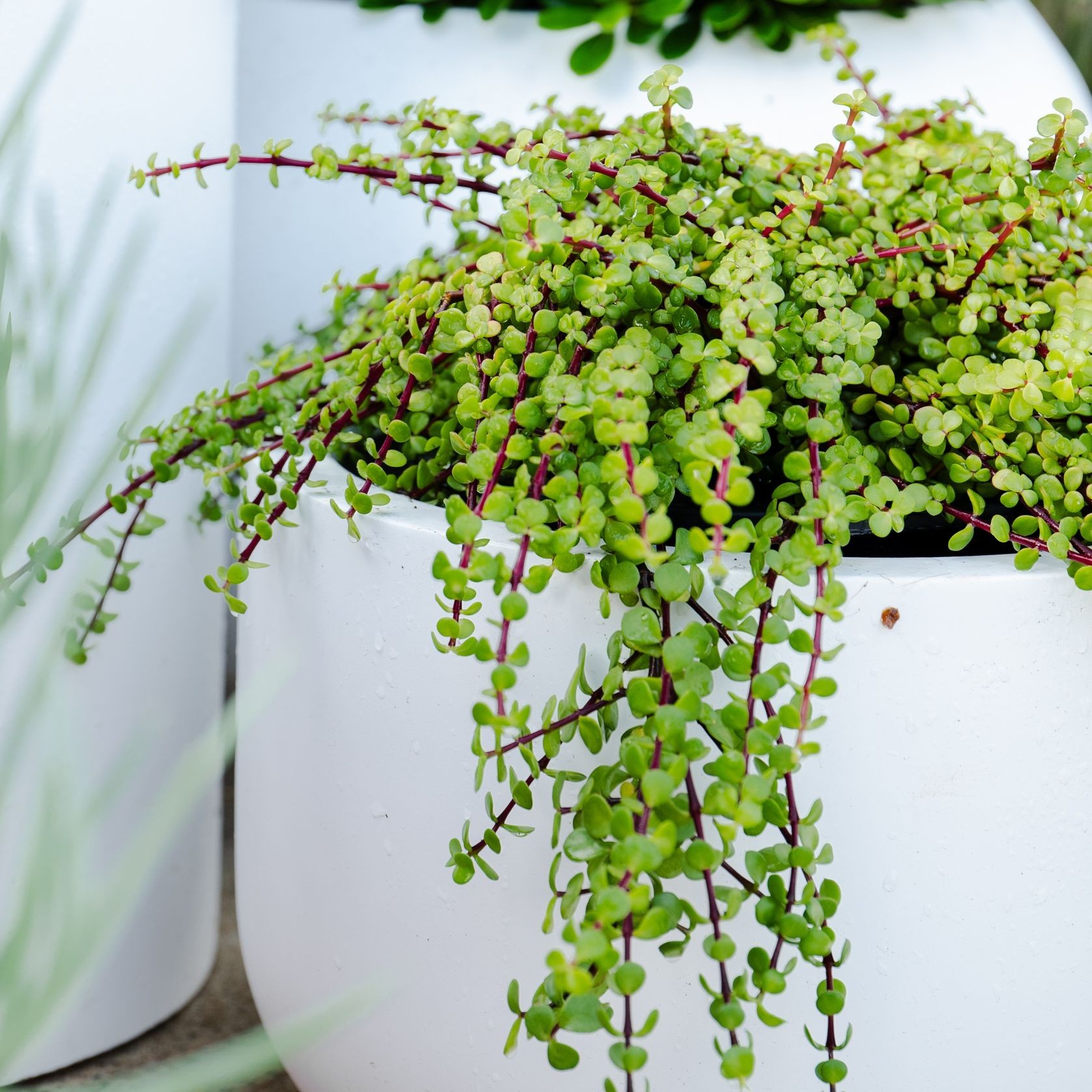 Portulacaria Afra Cascade | Plants gallery detail image