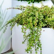 Portulacaria Afra Cascade | Plants gallery detail image