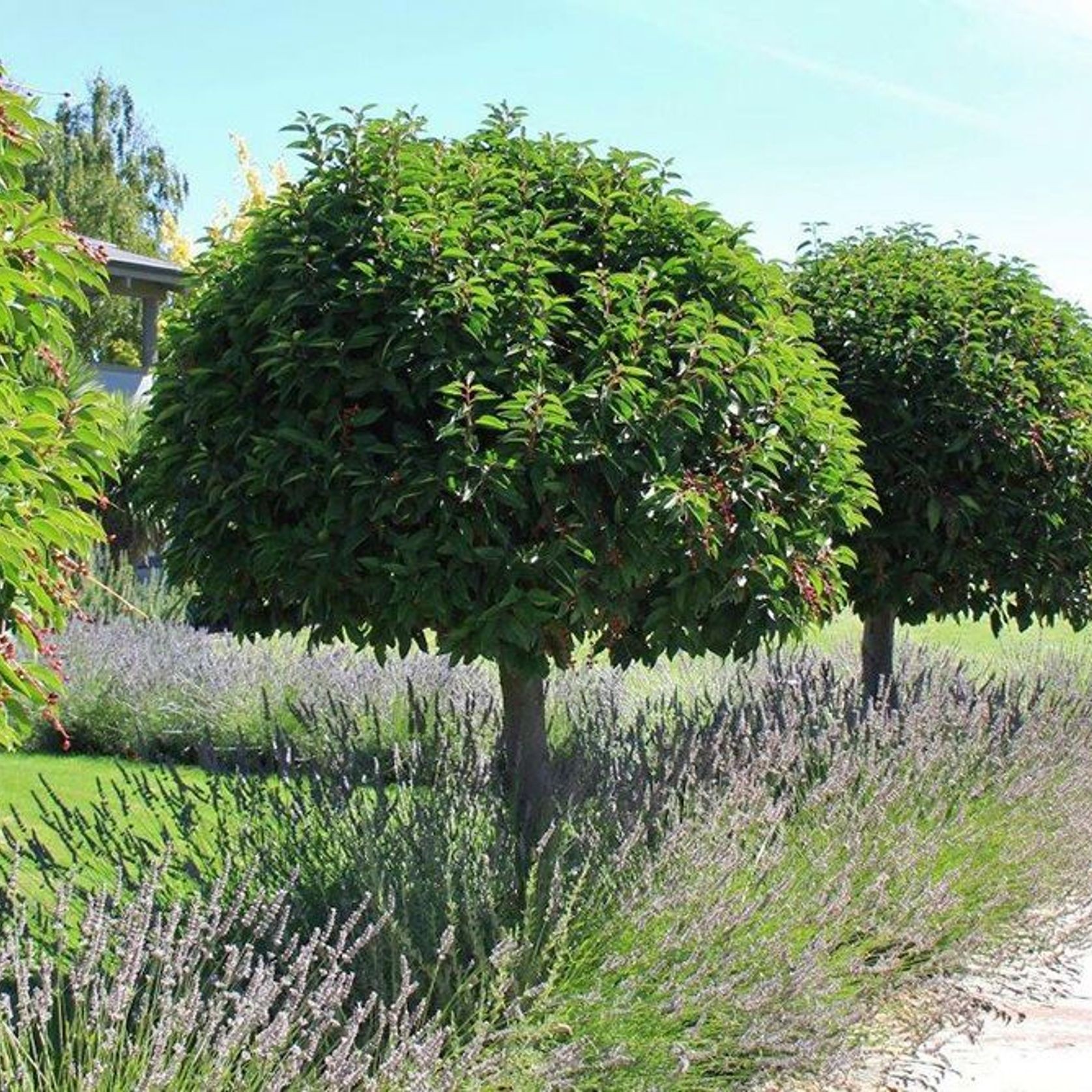 Prunus lusitanica | Portuguese Laurel gallery detail image