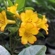 Rhododendron Vireya 'Haloed Gold' / Tropical Vireya gallery detail image