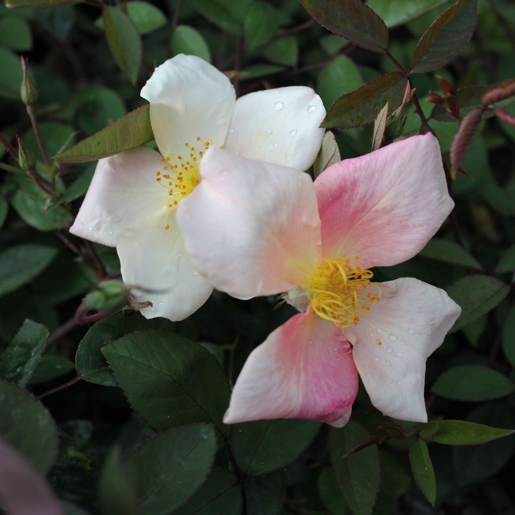 Rosa X Odorata 'Mutabilis' / Tea Rose 'Mutabilis' Plant gallery detail image