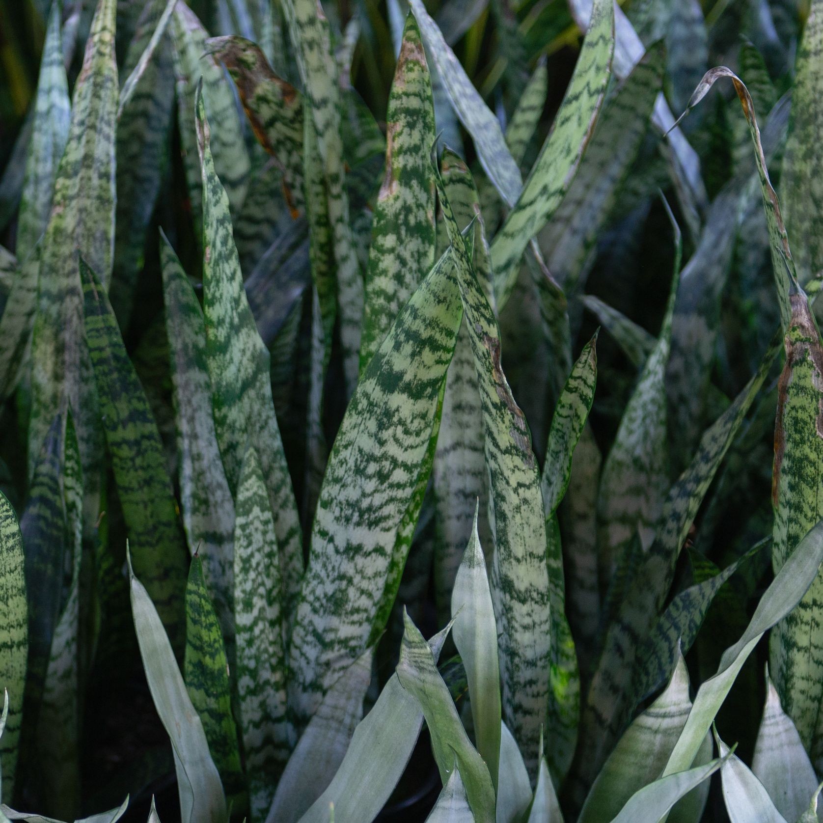 Sansevieria Trifasciata | Plants gallery detail image