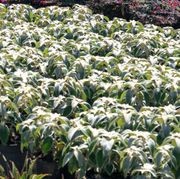 Strobilanthes Gossypinus | Plants gallery detail image