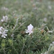 Westringia fruticosa / Coastal Rosemary gallery detail image