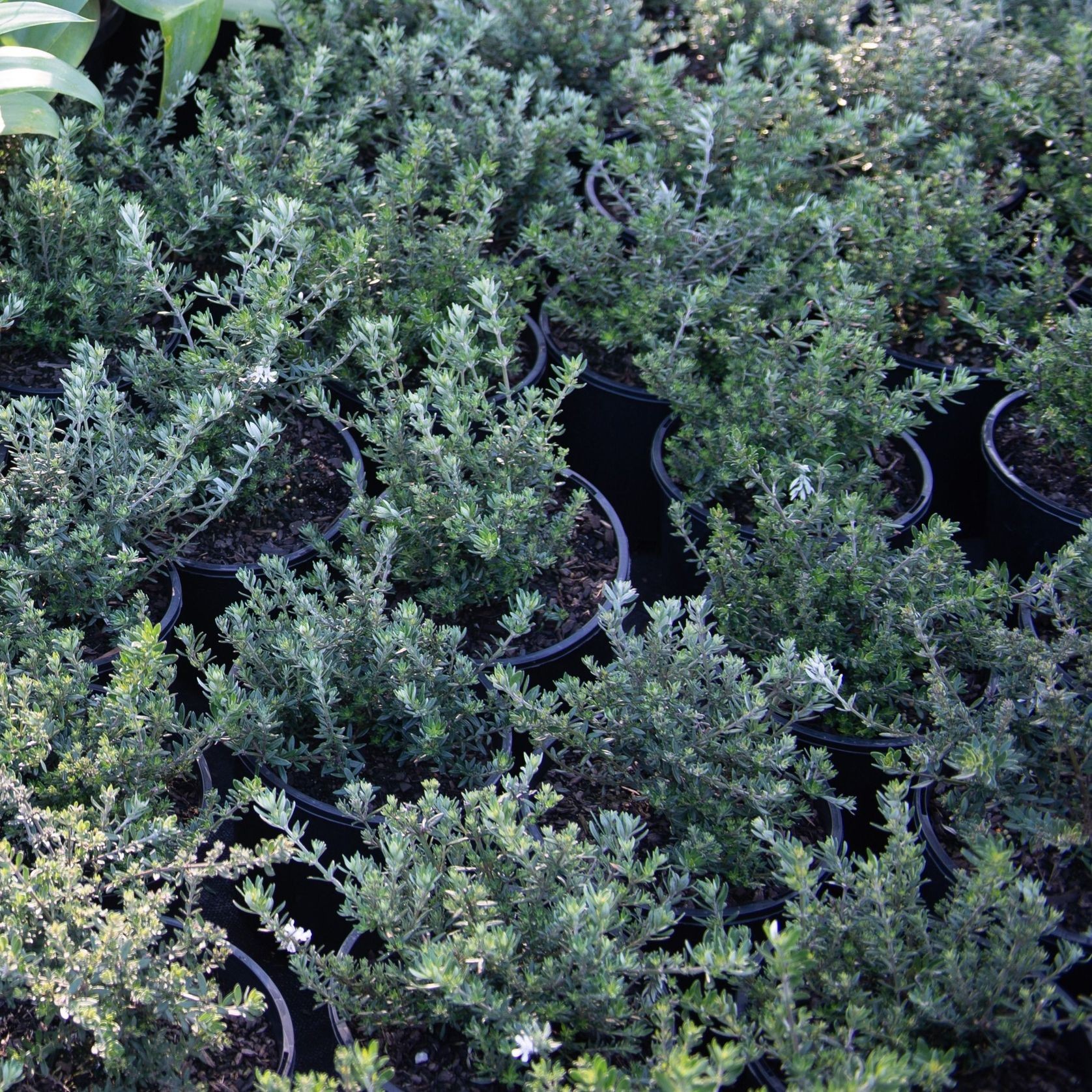 Westringia Fruticosa | Plants gallery detail image