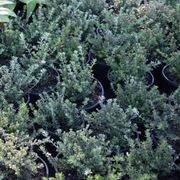 Westringia Fruticosa | Plants gallery detail image