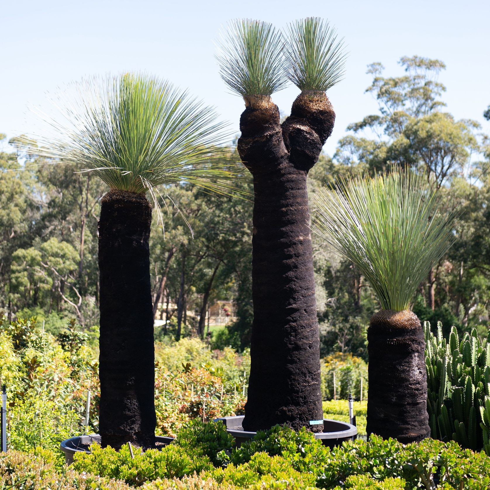 Xanthorrhoea Glauca | Plants gallery detail image