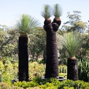 Xanthorrhoea Glauca | Plants gallery detail image