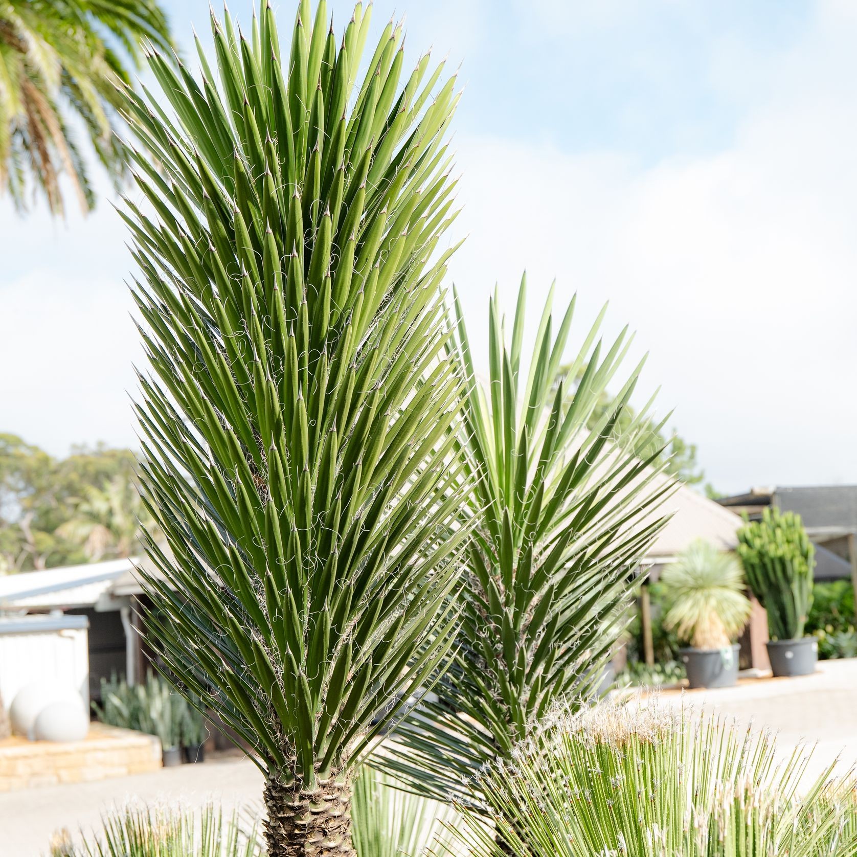 Yucca Filifera | Plants gallery detail image
