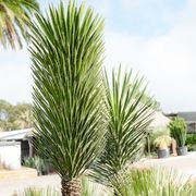 Yucca Filifera | Plants gallery detail image