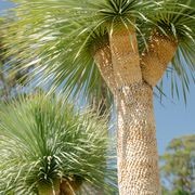 Yucca Rostrata | Plants gallery detail image