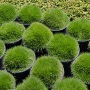 Zoysia Tenuifolia | Plants gallery detail image