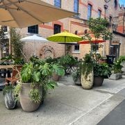 Outdoor Plant Hire | Hire Plants gallery detail image