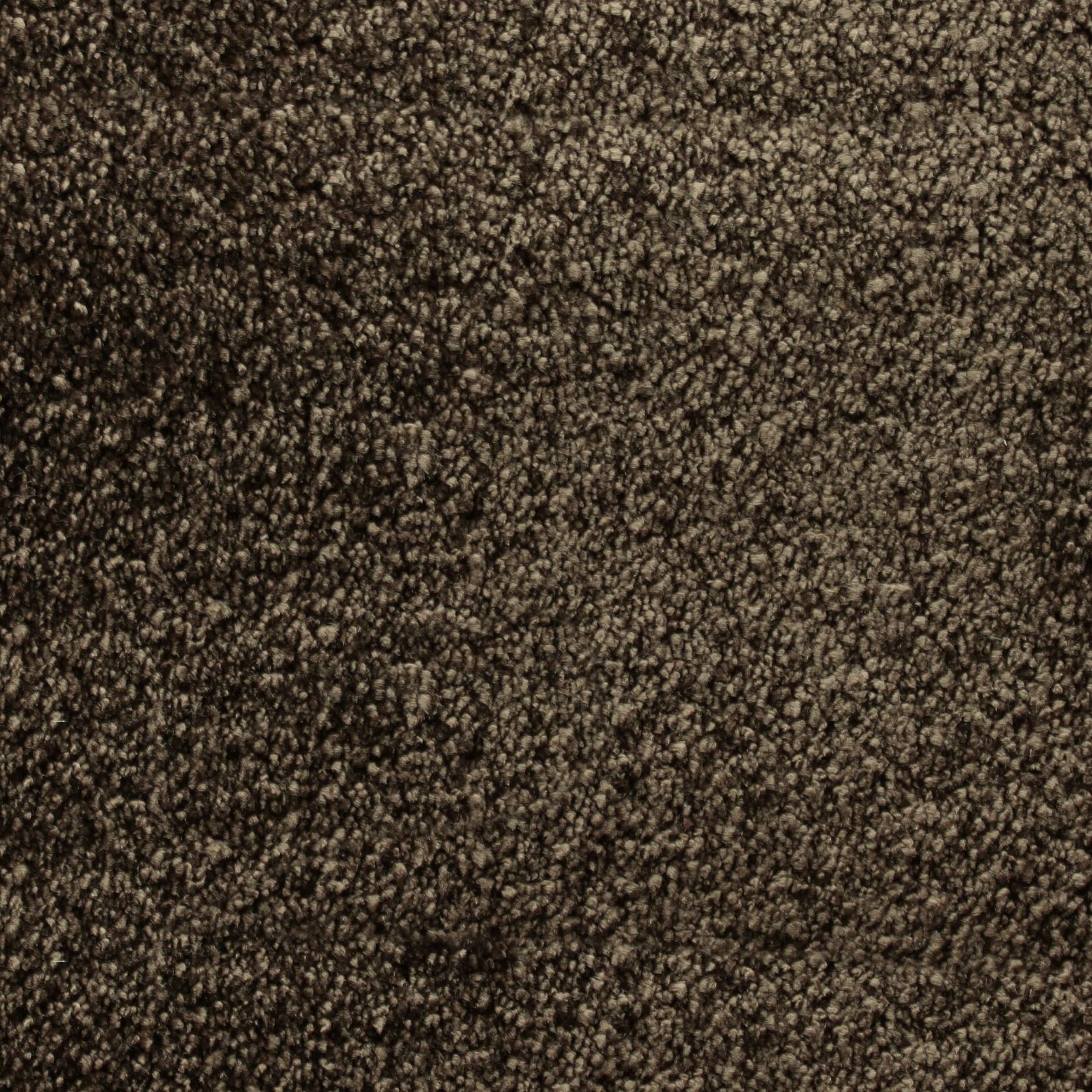 Bichon gallery detail image