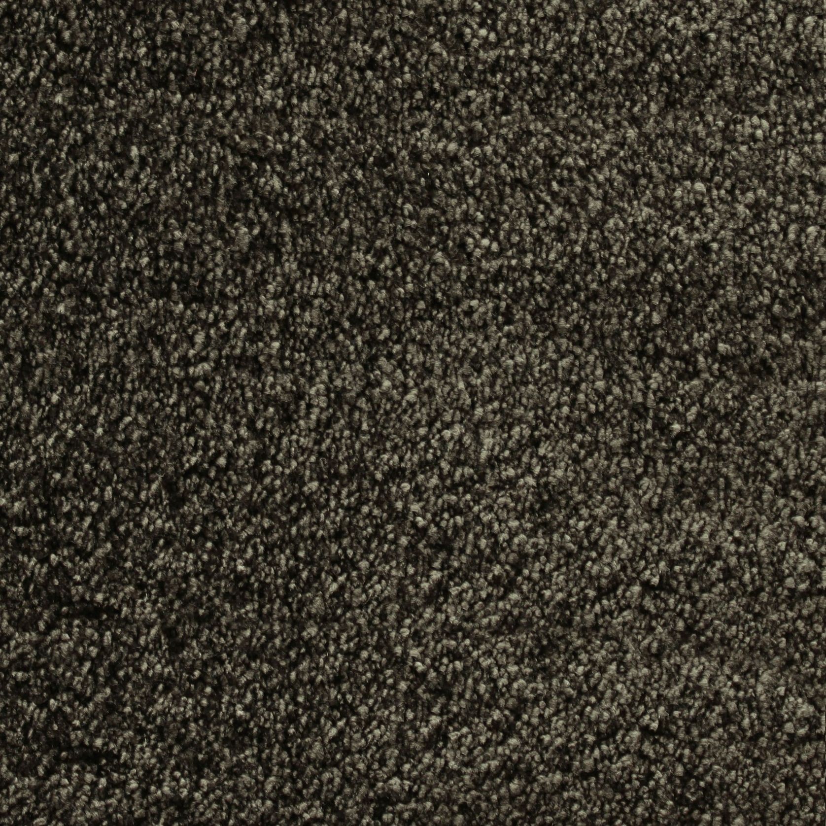 Bichon gallery detail image