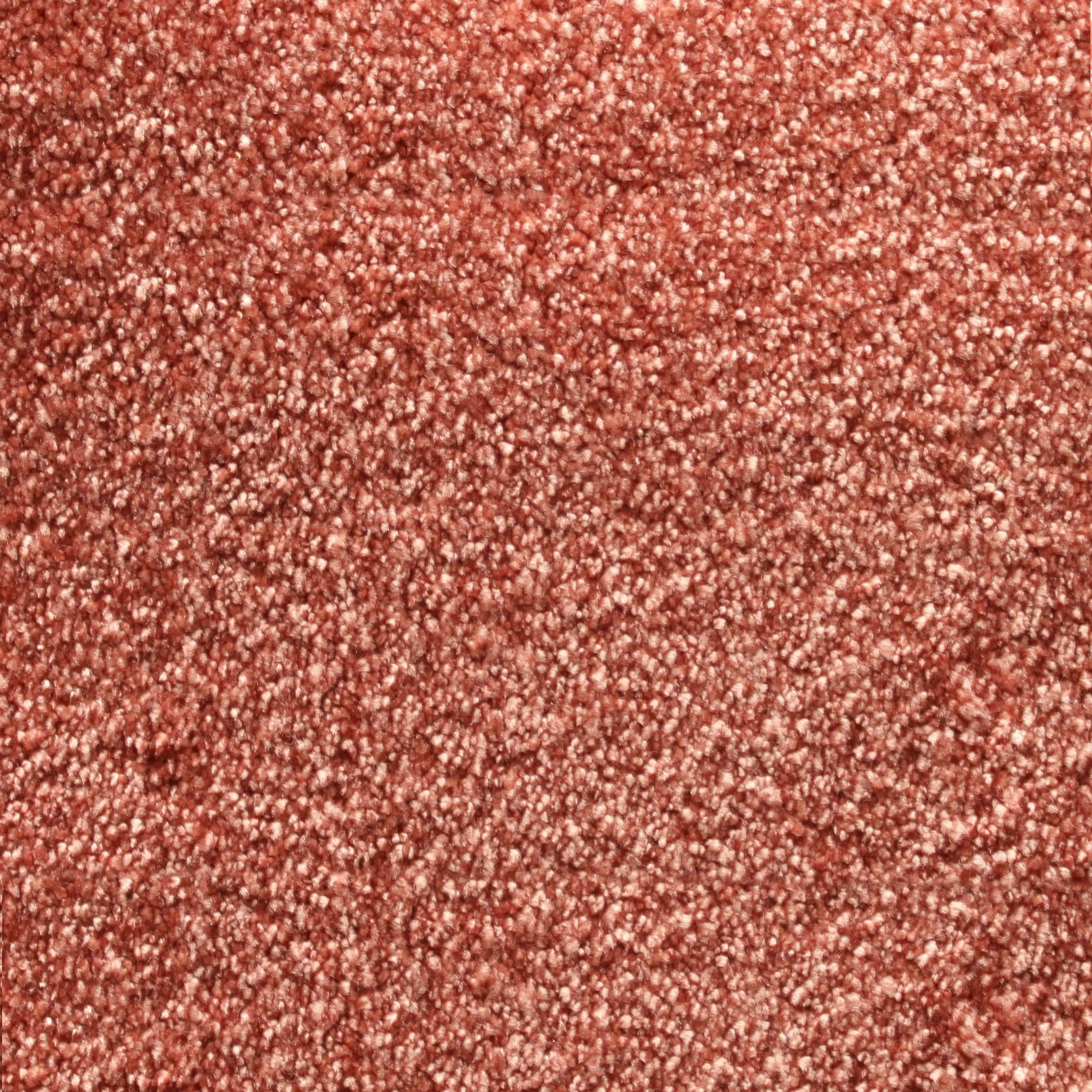 Bichon gallery detail image