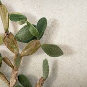 Sensi Floor & Wall Tile gallery detail image