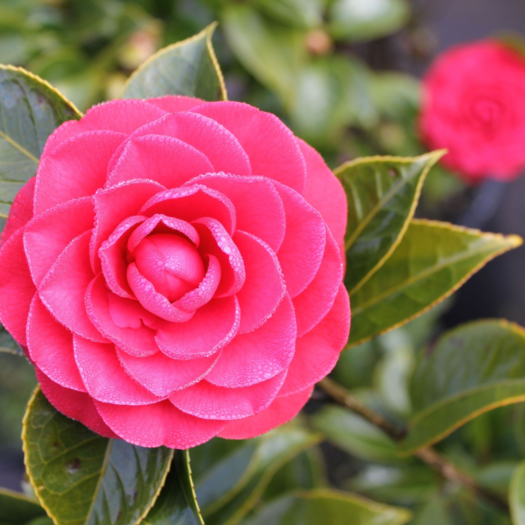 Camellia Japonica 'Roger Hall' gallery detail image