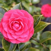 Camellia Japonica 'Roger Hall' gallery detail image