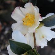 Camellia Sasanqua 'Setsugekka' gallery detail image