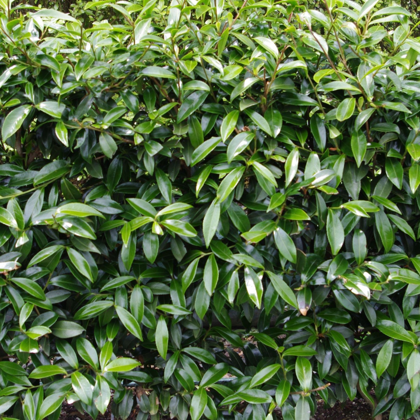 Camellia ‘Paradise Pearl’ instant hedge gallery detail image