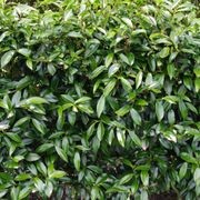 Camellia ‘Paradise Pearl’ instant hedge gallery detail image