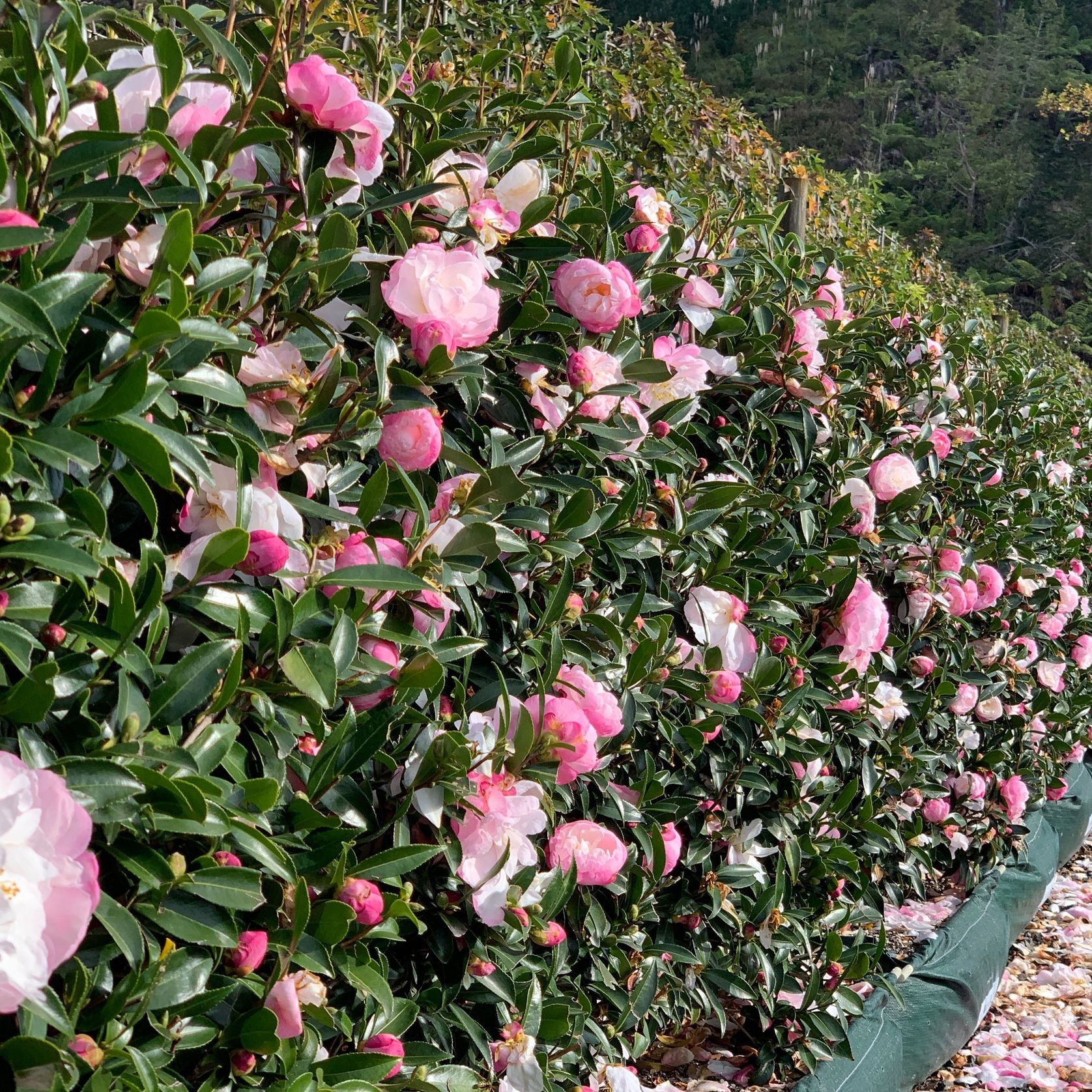 Camellia ‘Paradise Pearl’ instant hedge gallery detail image