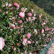 Camellia ‘Paradise Pearl’ instant hedge gallery detail image