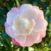 Camellia ‘Paradise Pearl’ instant hedge gallery detail image