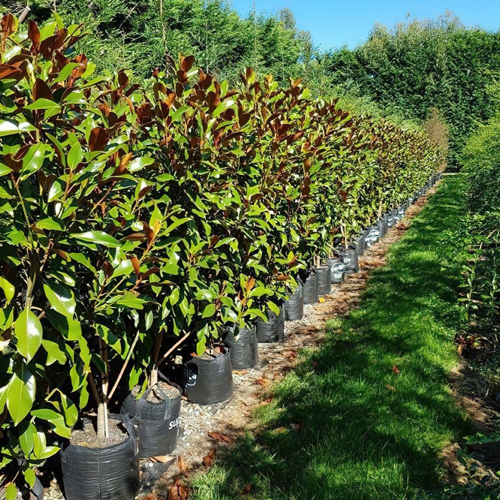 Magnolia grandiflora 'Kay Parris' | Evergreen Magnolia gallery detail image