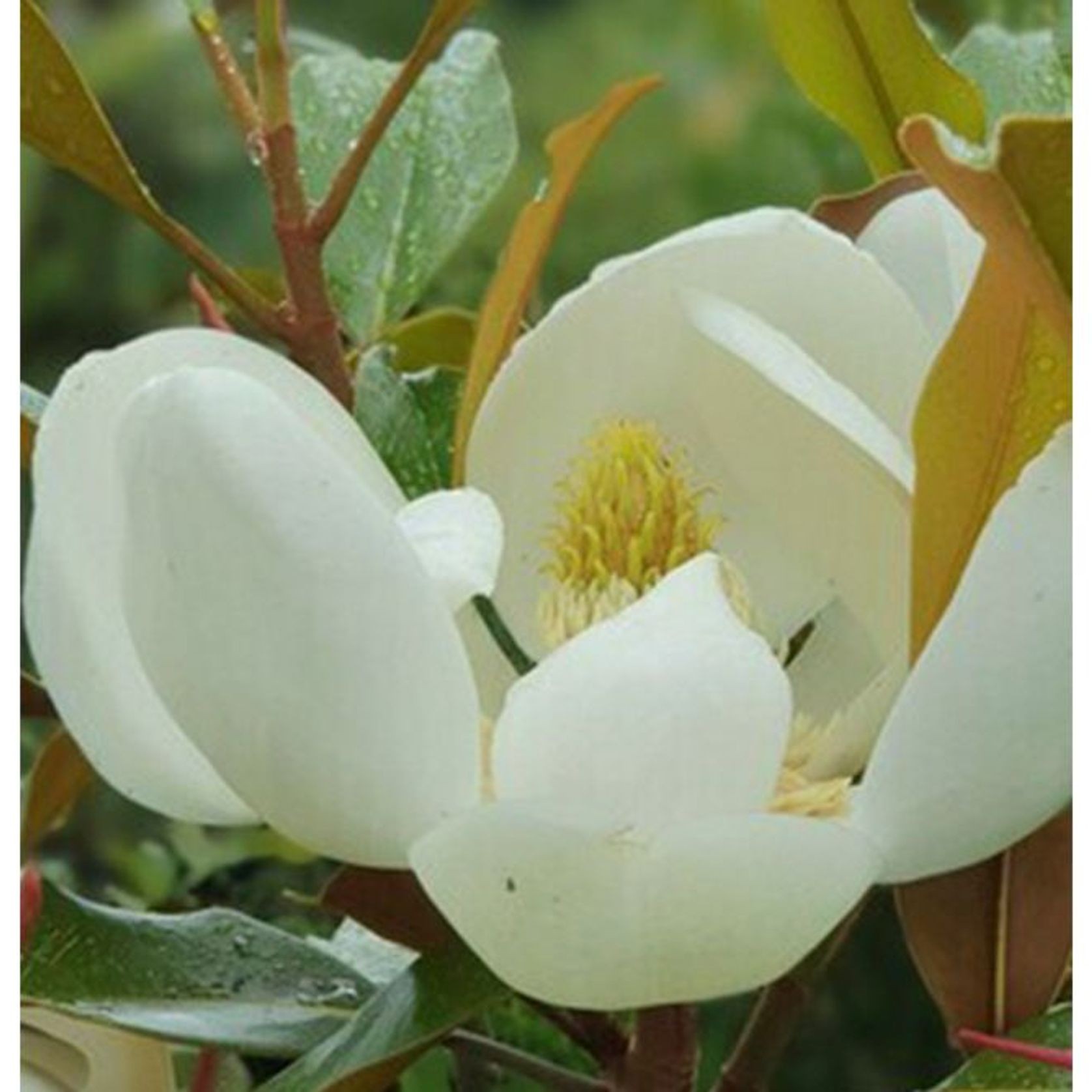 Magnolia grandiflora 'Kay Parris' | Evergreen Magnolia gallery detail image