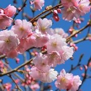 Prunus 'Accolade' | Pink Flowering Cherry gallery detail image