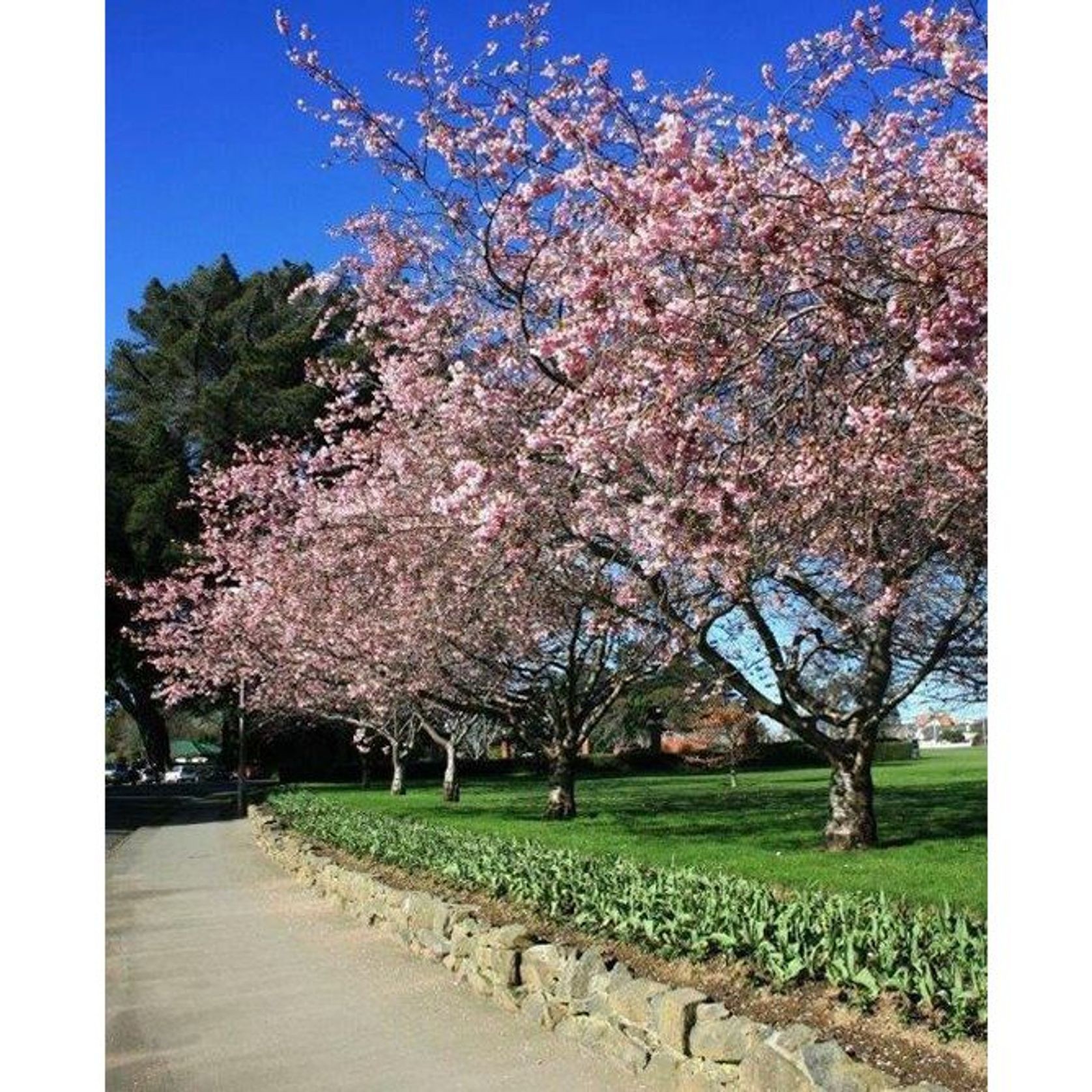 Prunus 'Accolade' | Pink Flowering Cherry gallery detail image