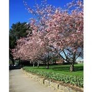 Prunus 'Accolade' | Pink Flowering Cherry gallery detail image