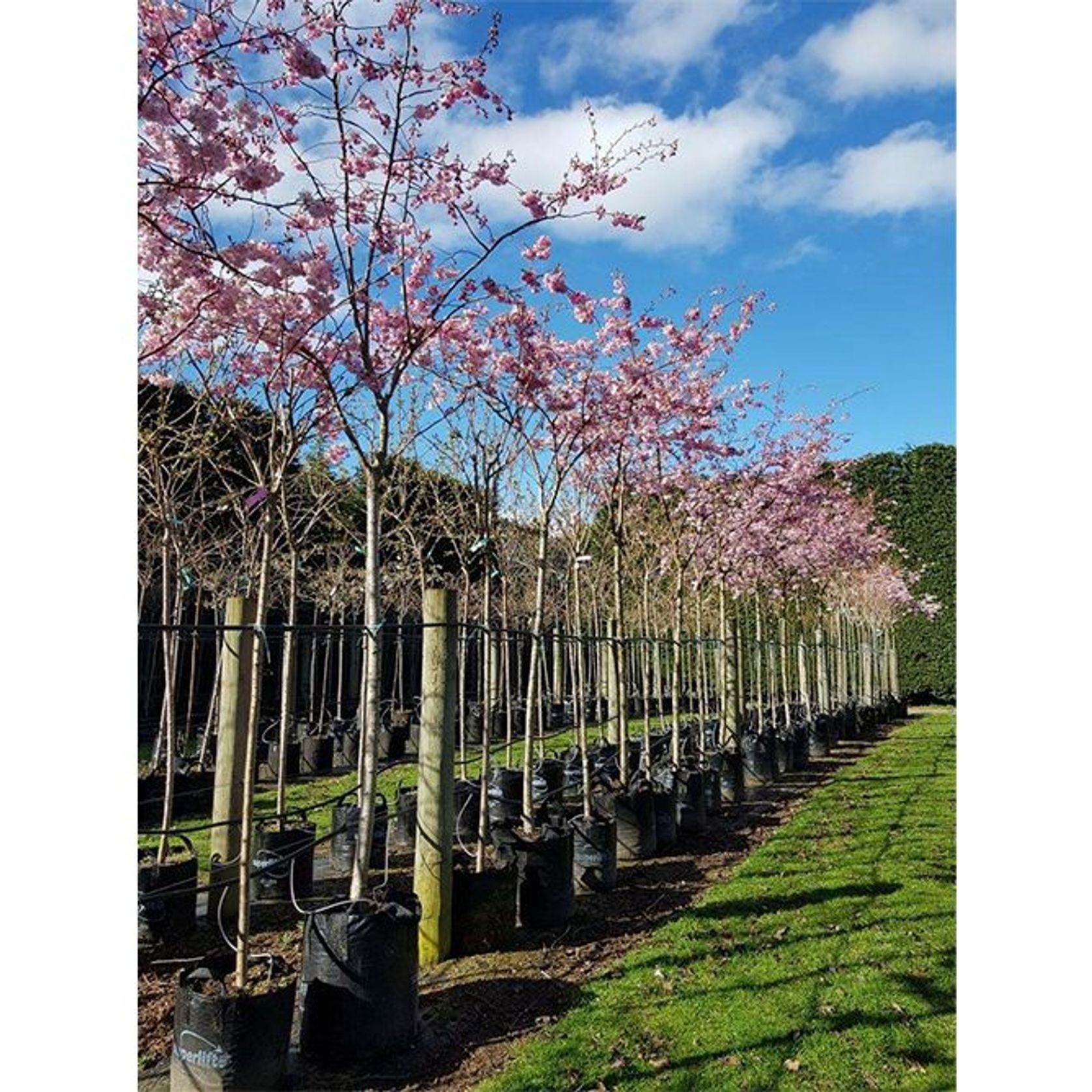 Prunus 'Accolade' | Pink Flowering Cherry gallery detail image