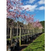 Prunus 'Accolade' | Pink Flowering Cherry gallery detail image