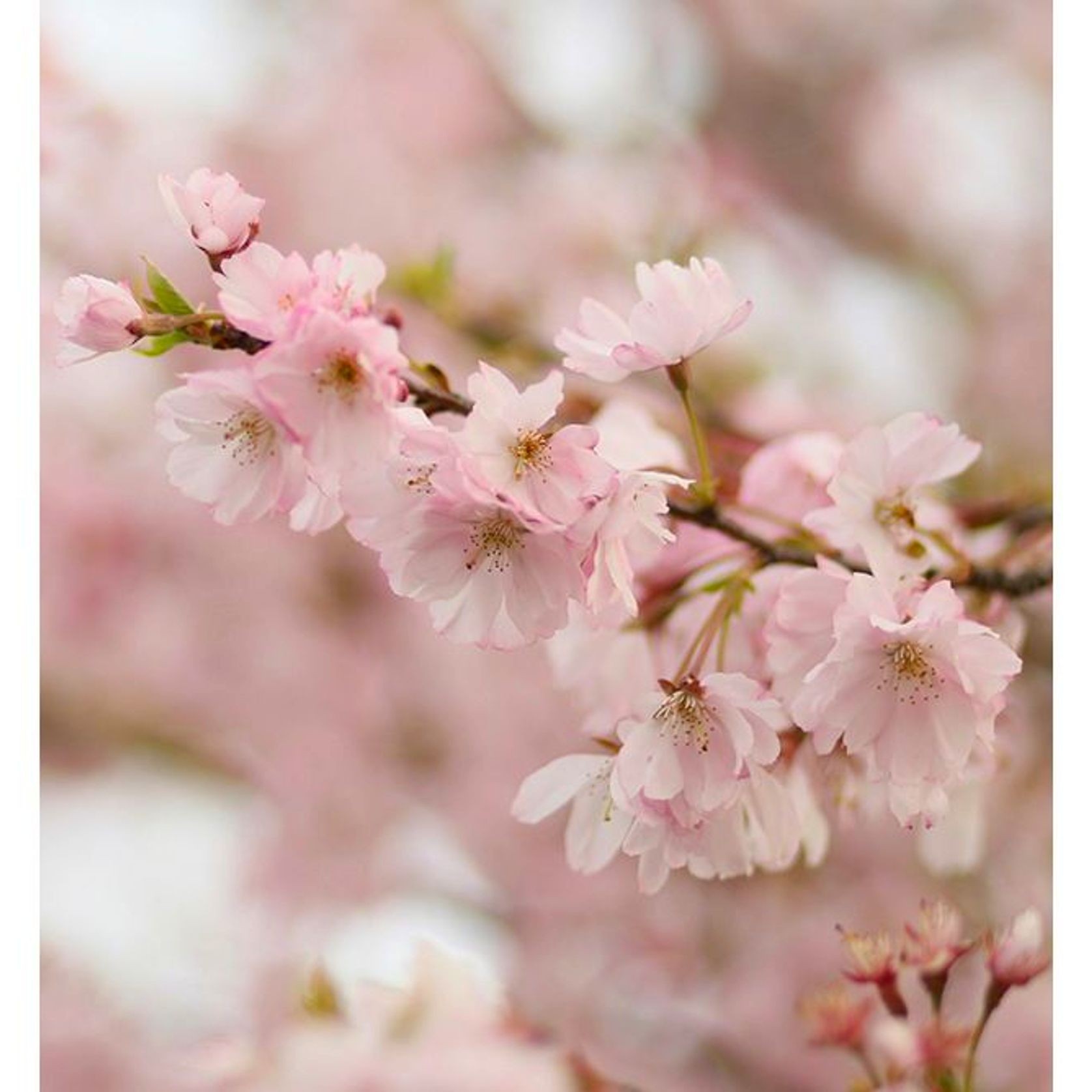 Prunus 'Accolade' | Pink Flowering Cherry gallery detail image