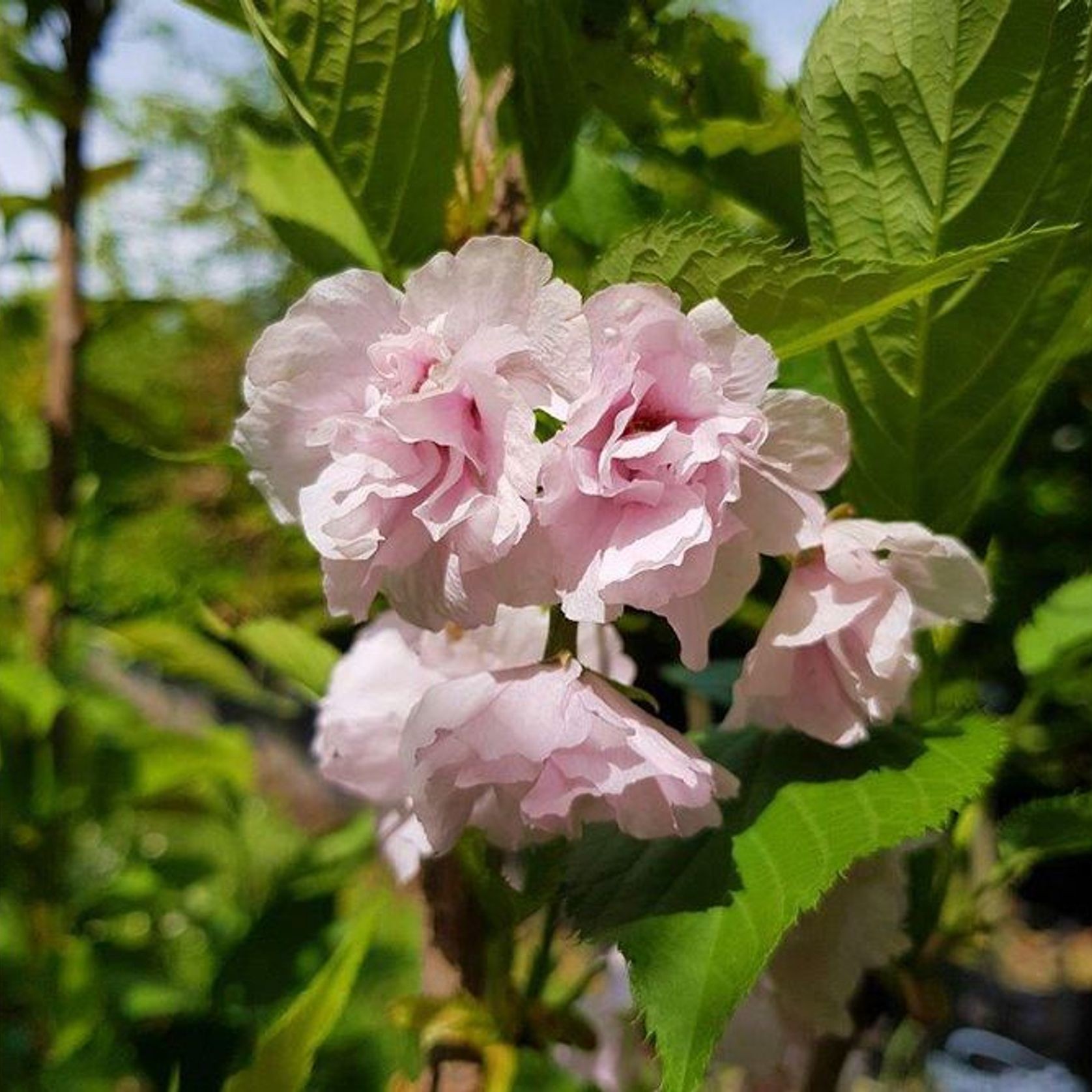 Prunus serrulata 'Amanogawa' | Narrow Flowering Cherry gallery detail image