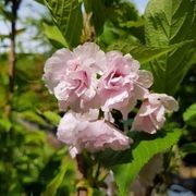 Prunus serrulata 'Amanogawa' | Narrow Flowering Cherry gallery detail image