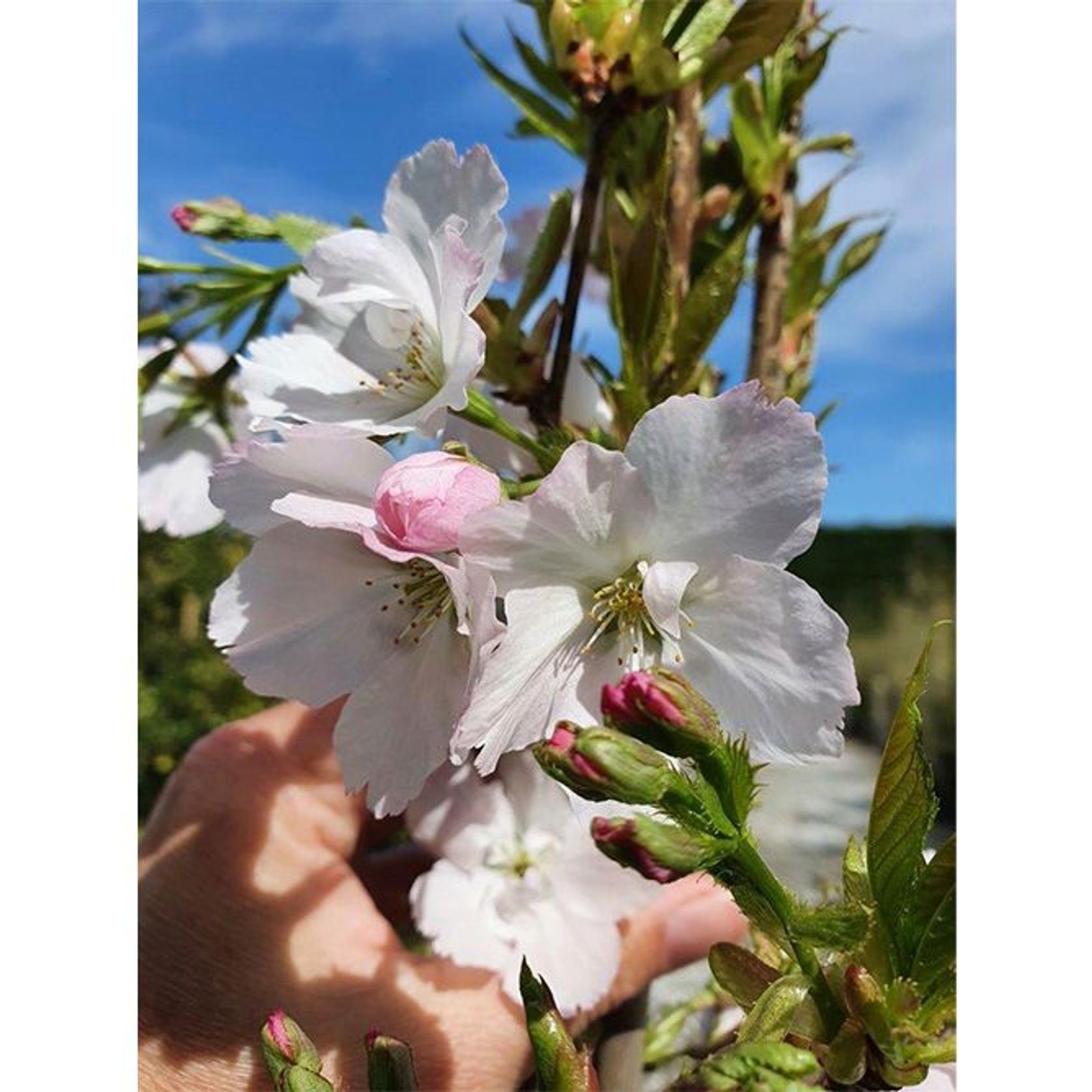 Prunus serrulata 'Amanogawa' | Narrow Flowering Cherry gallery detail image