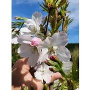 Prunus serrulata 'Amanogawa' | Narrow Flowering Cherry gallery detail image