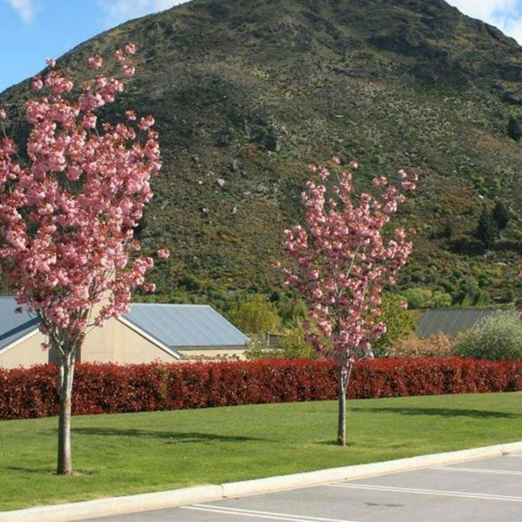 Prunus serrulata 'Kanzan' | Pink Flowering Cherry gallery detail image