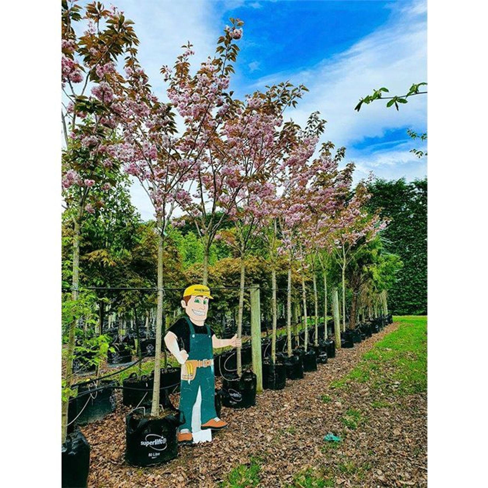 Prunus serrulata 'Kanzan' | Pink Flowering Cherry gallery detail image