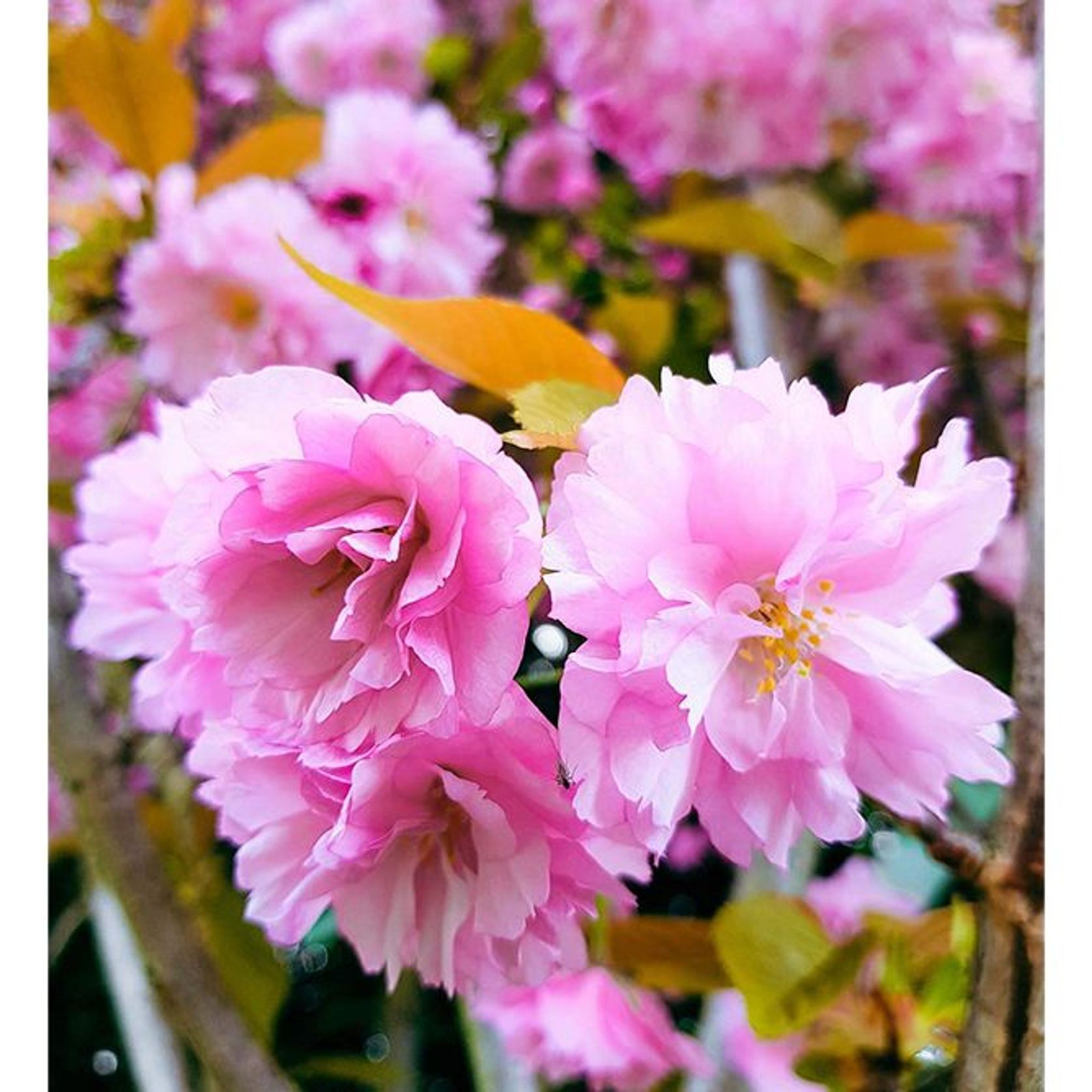 Prunus serrulata 'Kanzan' | Pink Flowering Cherry gallery detail image