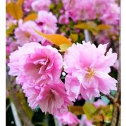 Prunus serrulata 'Kanzan' | Pink Flowering Cherry gallery detail image