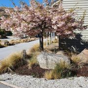 Prunus serrulata 'Shimidsu Sakura' | Moonlight Cherry gallery detail image