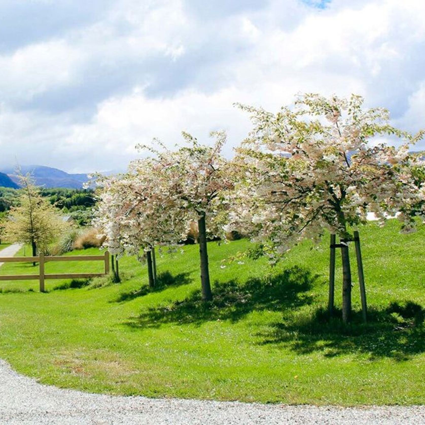 Prunus serrulata 'Shimidsu Sakura' | Moonlight Cherry gallery detail image