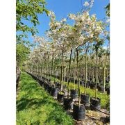 Prunus serrulata 'Shimidsu Sakura' | Moonlight Cherry gallery detail image