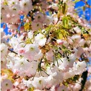 Prunus serrulata 'Shimidsu Sakura' | Moonlight Cherry gallery detail image